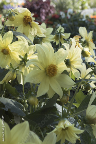 beige flowers
