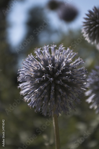 violet flower