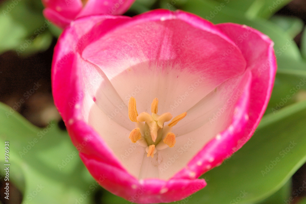 tulip cup tulip cup