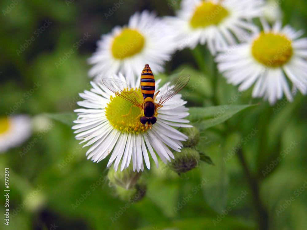 bee on the flower bee on the flower