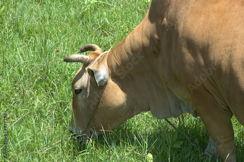 cattle photo