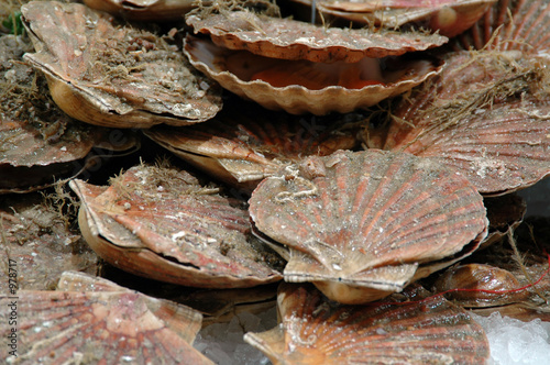 muscheln