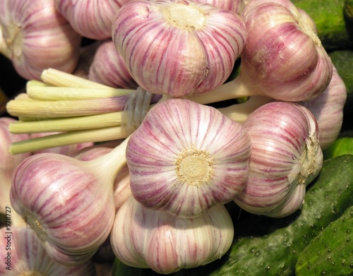 early garlic