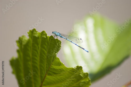 libellule bleue demoiselle photo