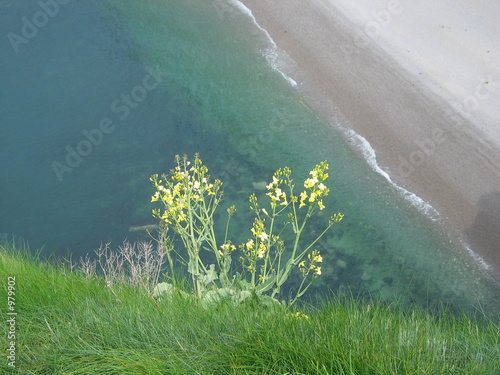 fleur du haut des falaises d'etretat photo