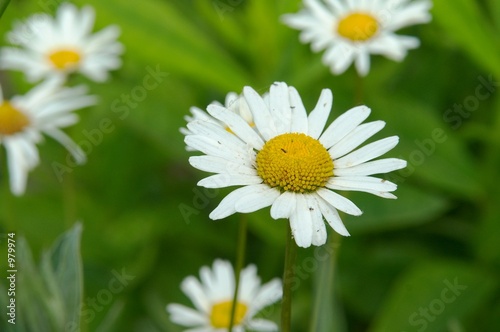 macro camomile