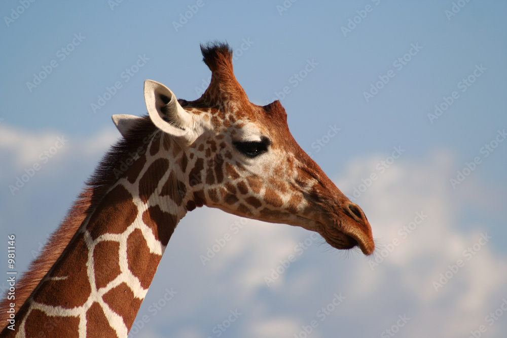 reticulated giraffe head profile reticulated giraffe head profile