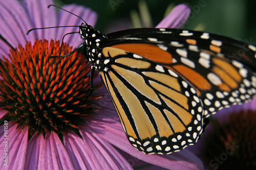monarch butterfly on coneflower #981589
