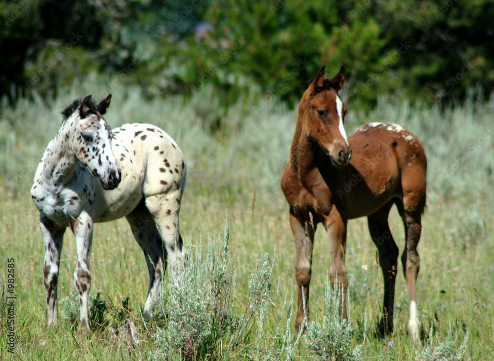 Fototapeta premium appaloosa colts