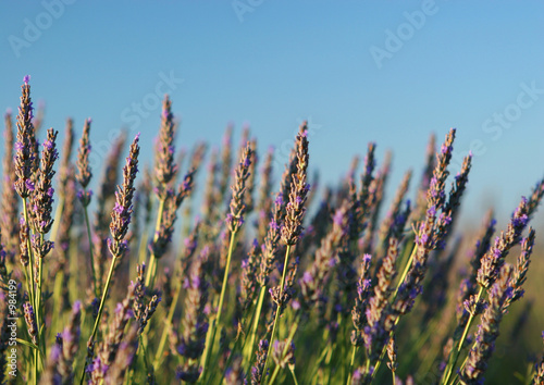 Fototapeta Naklejka Na Ścianę i Meble -  fleurs de lavande