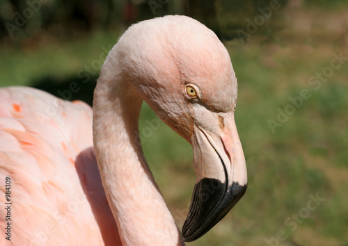 pale pink flamingo