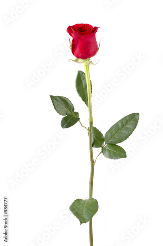 long stem rose photo