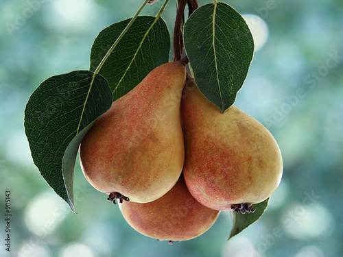 фотографія pears on the bough