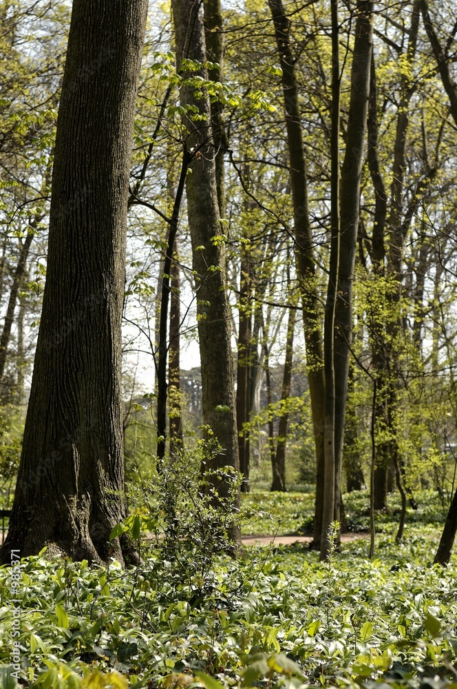 Fototapeta premium le parc de la tete d'or
