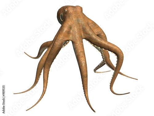octopus