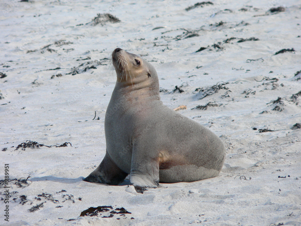 Naklejka premium seal or sealion