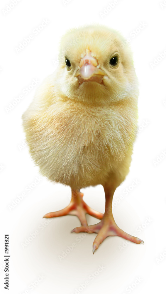 Obraz premium cute baby chicken isolated on white. front view
