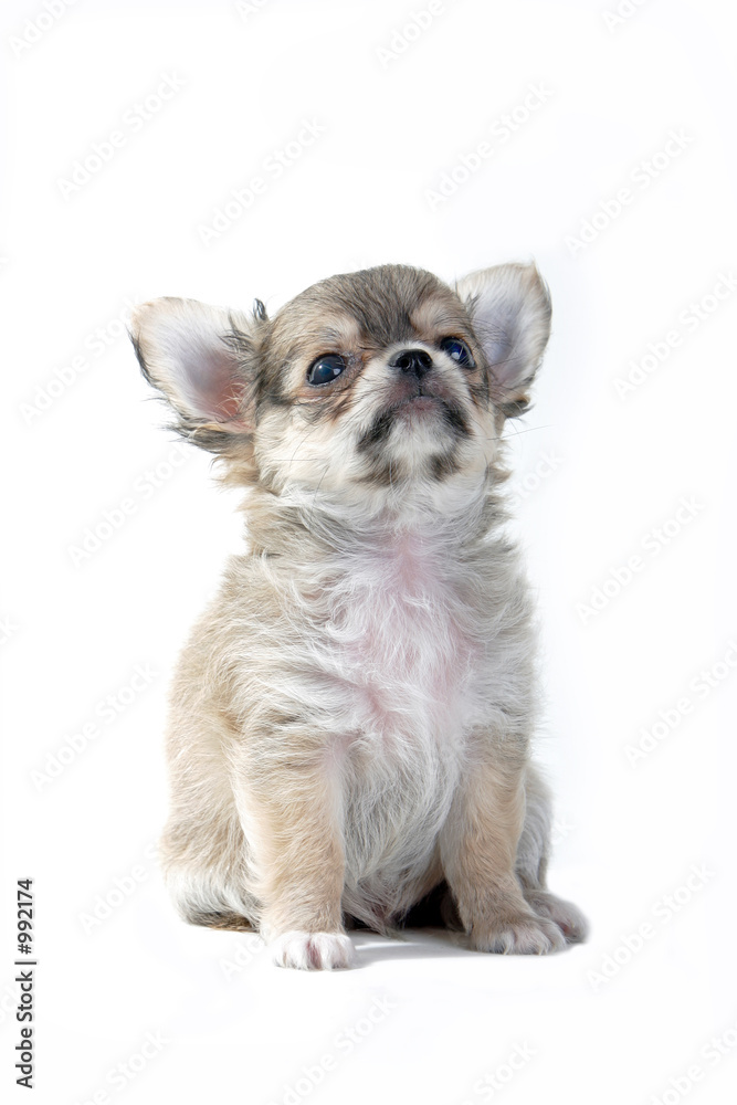 Fototapeta premium chihuahua puppy