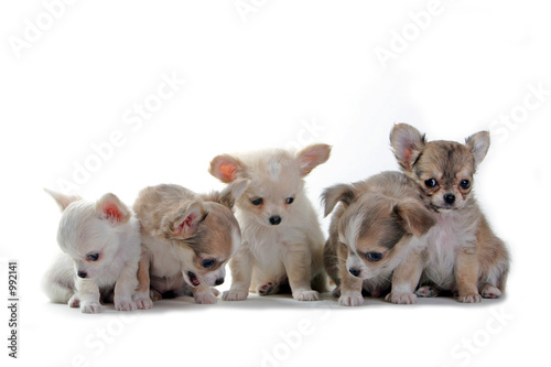 chihuahua puppies