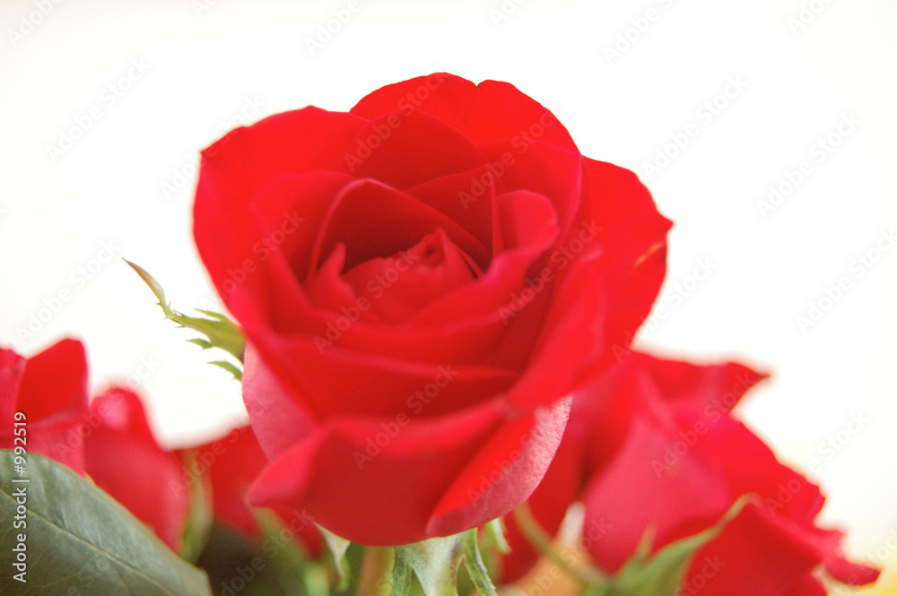red rose red rose