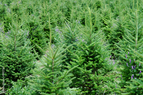 christmas tree farm