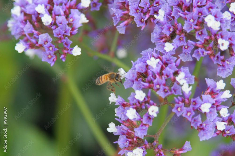 honey bee feeding on little purple white flowers honey bee feeding on little purple white flowers