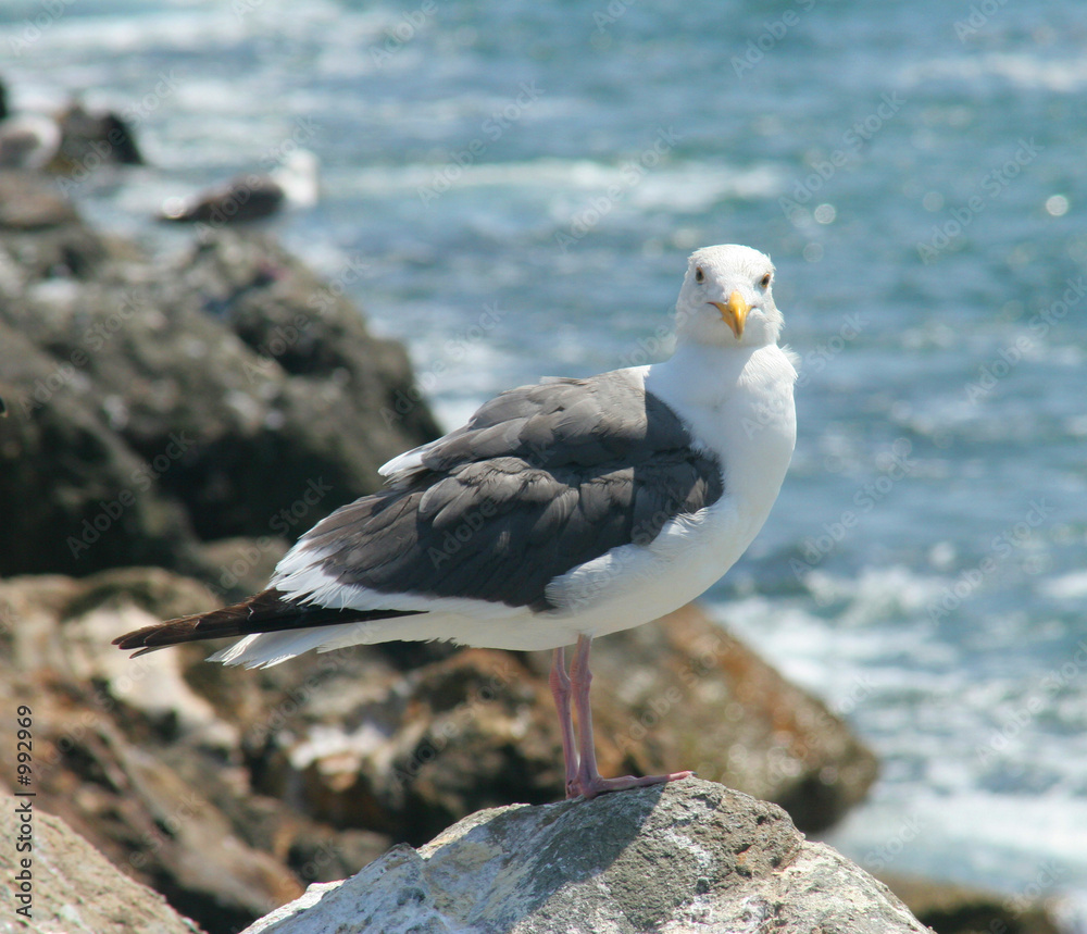sea gull on cliff sea gull on cliff