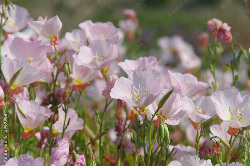 Wall Mural very light purplish wildflowers