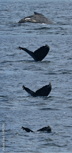 series of humpback diving
