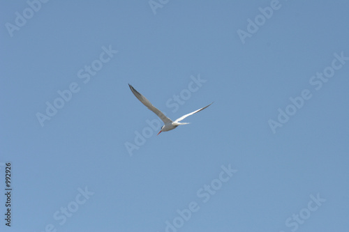 forster s tern in flight