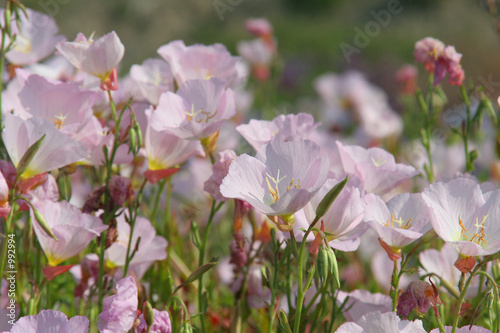Fotografie very light purplish wildflowers