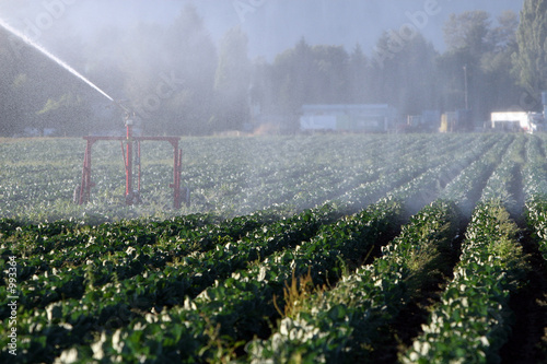 irrigation