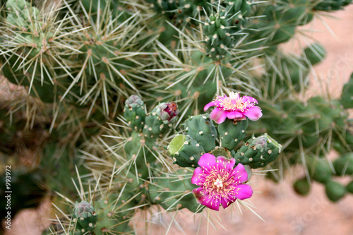 cactus blossom