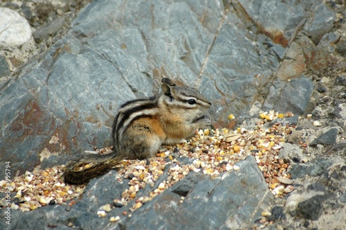 chip or dale