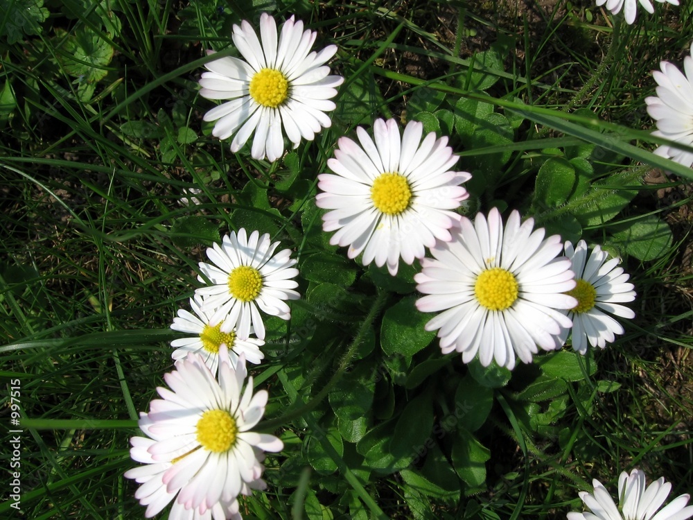 daisies daisies