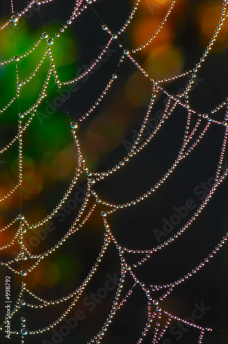 web of pearls