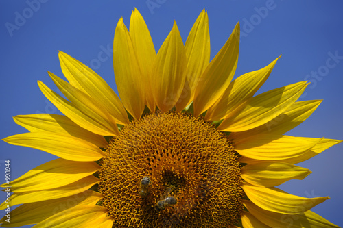 Fototapeta Naklejka Na Ścianę i Meble -  bees on a sunflower 2