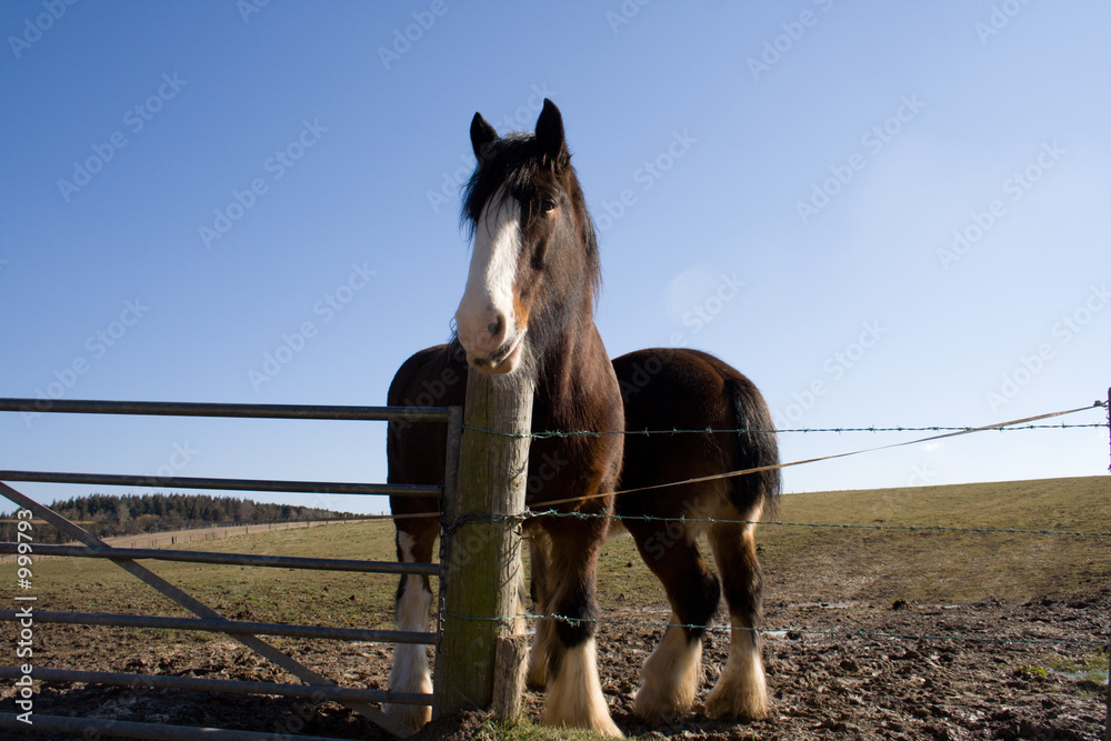 Φωτογραφία two shire horses