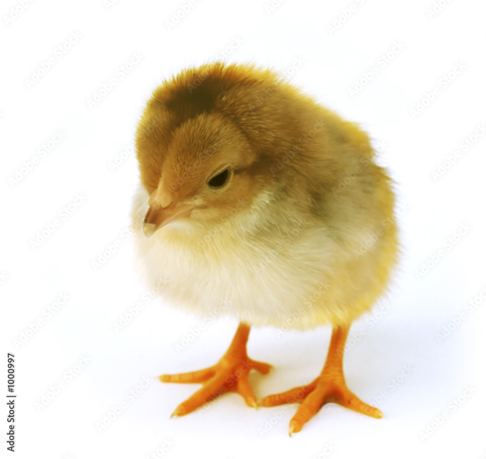 Obraz premium chicken