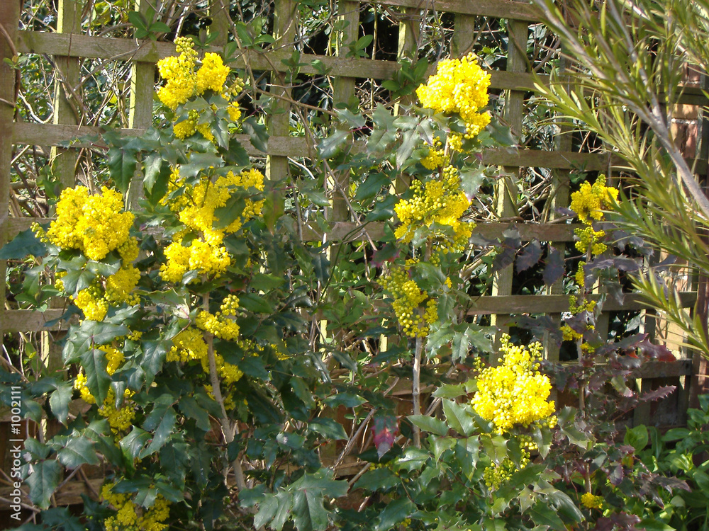 Φωτογραφία mahonia