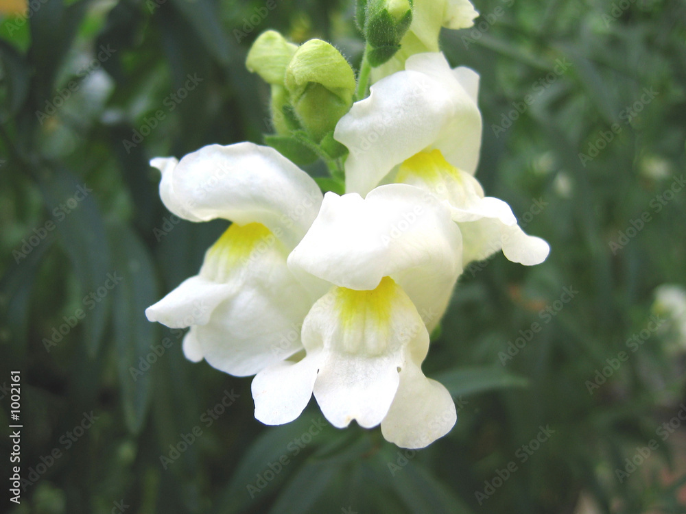 Obraz na plátne snapdragon