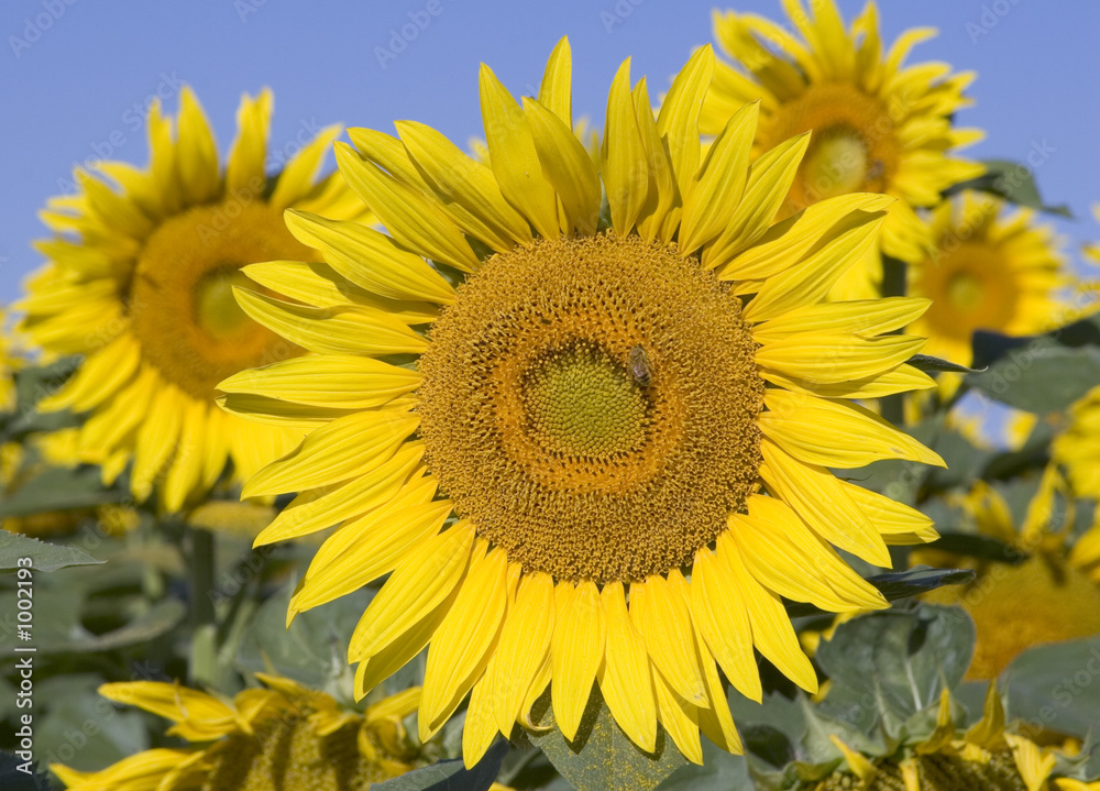 sunflowers and bee