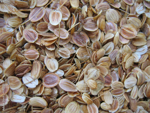 parsnip seed