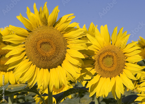 Fototapeta Naklejka Na Ścianę i Meble -  colorado sunflowers