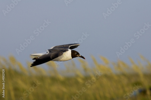 flying sea gull