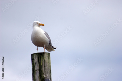 standing seagull