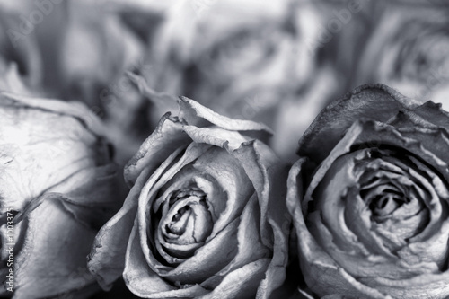 roses photo