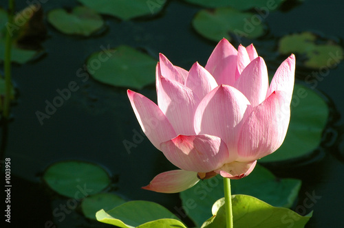 fleur de nénuphare
