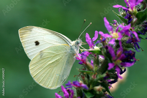 papillon © Maurice Metzger
