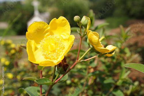 la fleur jaune